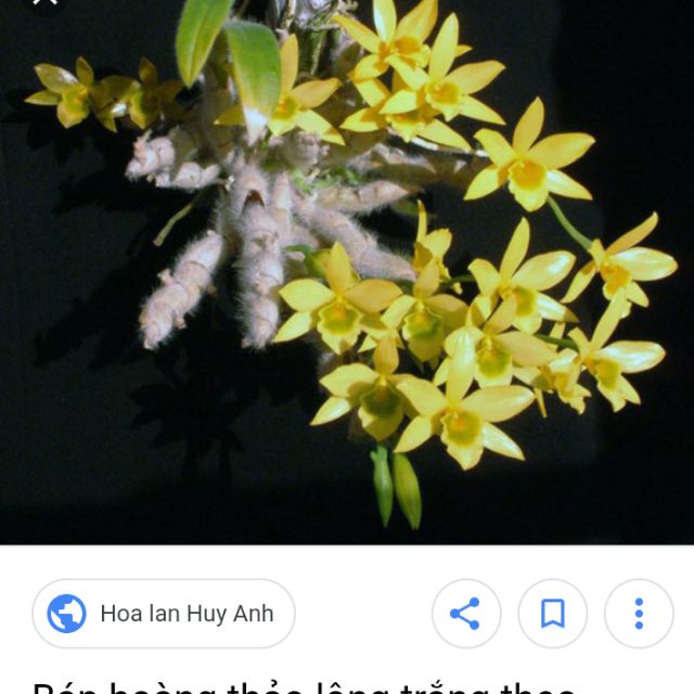 Hoàng thảo lông trắng