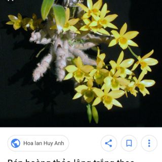 Hoàng thảo lông trắng