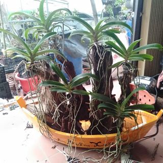 Chậu thuyền gỗ thuận buồm xuôi gió