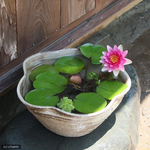 Hoa Súng Mini Nhiều Màu 5 hạt