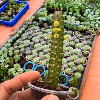 Xương rồng thủy quân lục chiến