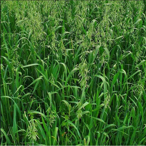 Hạt Giống Cỏ Yến Mạch - Gói 50g – Hạt Giống Cỏ Giàu Dinh Dưỡng cho Chăn Nuôi Gia Súc và Có Thể Dùng Nuôi Mèo