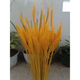 Bó bông lúa vàng tài lộc phong thủy (100 cây, 50cm)