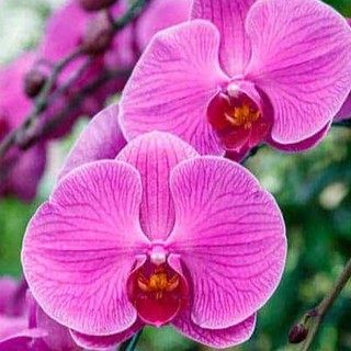 Phân bón Ra Hoa MINRO NPK 15-5-20 ( 200g)