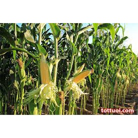(Gói 30 hạt)Hạt giống bắp mỹ ngọt dễ trồng năng suất cao thơm ngon kháng bệnh tốt-Tổng kho hạt giống giá rẻ