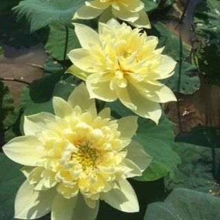 Hạt giống sen bạch diệp vàng gói 5 hạt