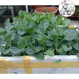 HẠT CẢI RỔ - GÓI 5 GRAM