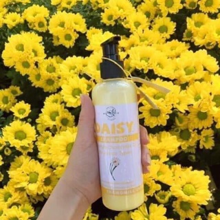 Dầu gội Daisy