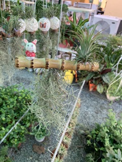Cây không khí siêu đẹp