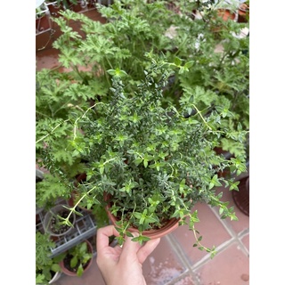 Cây xạ hương thyme sz nhỡ, gia vị Âu cho các món nướng, món canh, soup, hầm