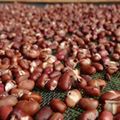 Bột đậu đỏ mầm ÔNG THẮNG - 500g