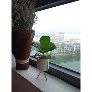 Cây cảnh mini để bàn: Bàng Singapore để bàn