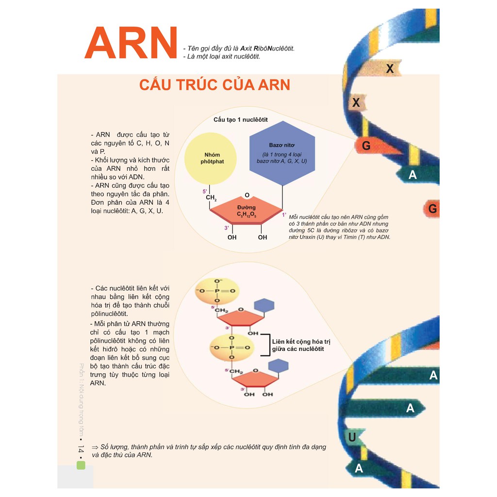 Sách - Đột phá 8+ thi THPT Quốc gia môn Sinh học (phiên bản 2020)