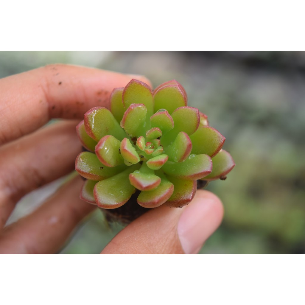 sen đá ruby kẹo mini 2-4cm