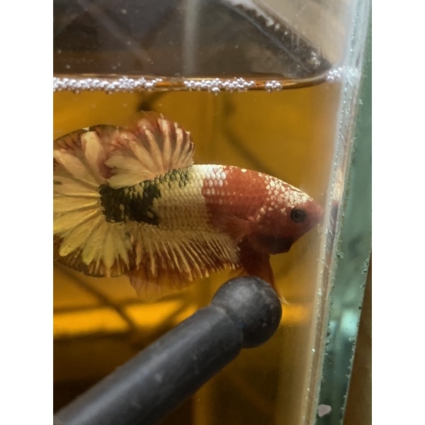 Bột lá bàng 5g - dưỡng cá betta thay thế lá bàng