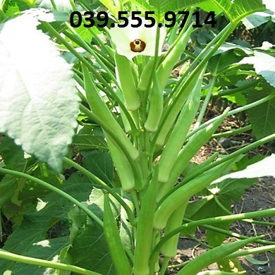 Hạt giống Đậu Bắp Xanh Ấn Độ (VA.79) – 10gram