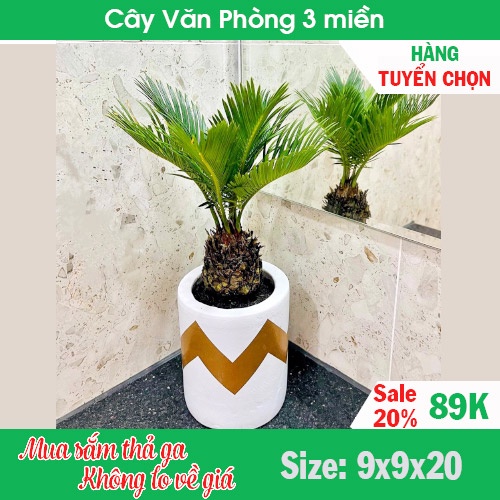 Cây Vạn Tuế trường vạn thọ thiên tuế mini để bàn [BẢO HÀNH 1 ĐỔI 1]