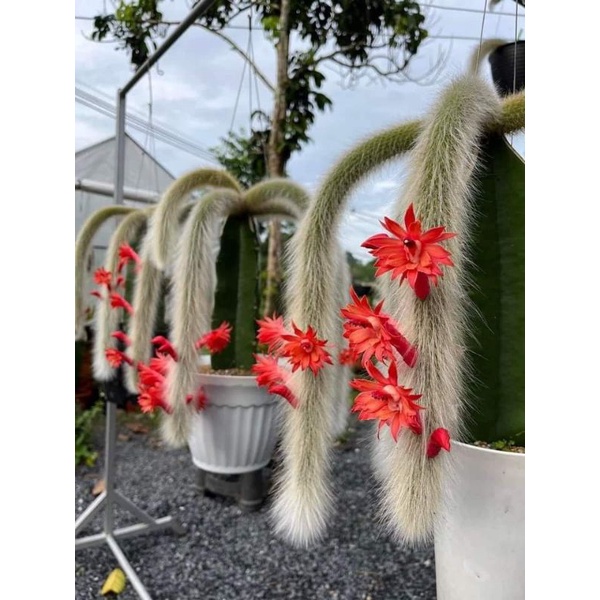 Chậu cứng Xương rồng đuôi hồ ly