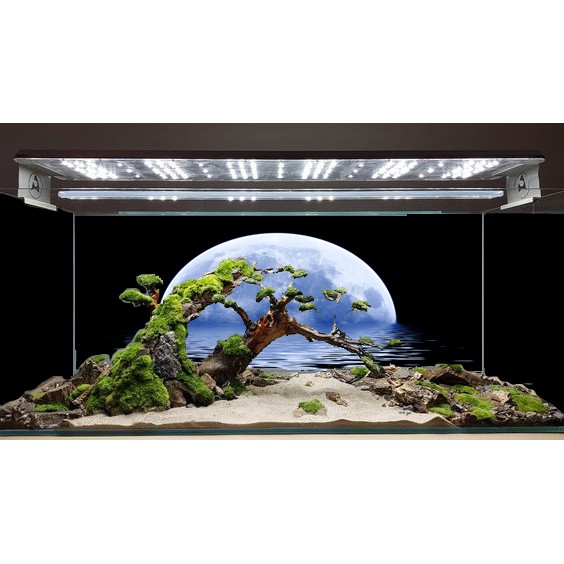 Tranh bể cá 3D