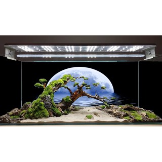 Tranh dán bể cá có keo sẵn nhiều kích thướt