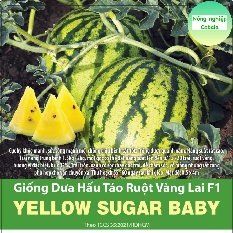 Hạt Giống Dưa Hấu Táo Ruột Vàng Lai F1 (5 Hạt)