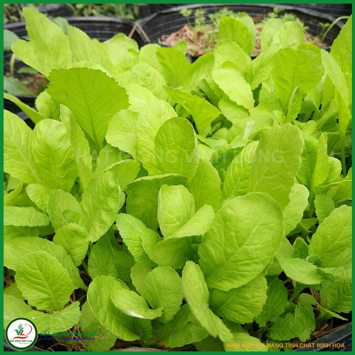 Hạt giống Cải mơ Hà Nội TN 94 - 20g