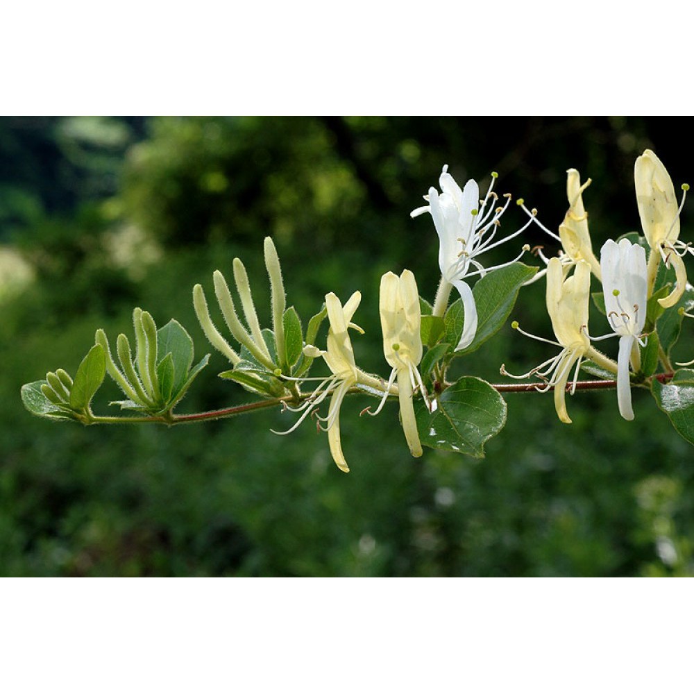 Cây kim ngân hoa chưa hoa