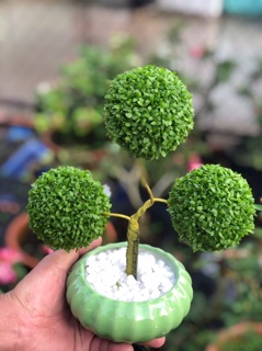 Chậu cây May Mắn 3 quả cầu