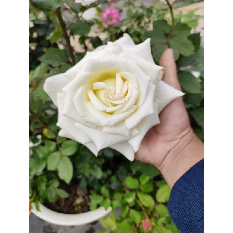 COMBO 5 GỐC HỒNG CỔ SAPA TẶNG KÈM KÍCH RỄ VÀ HƯỚNG DẪN TRỒNG)