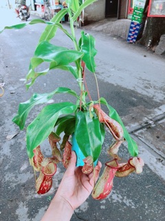Cây Nắp Ấm
