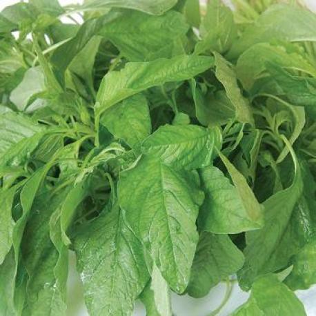 Hạt giống rau Dền xanh lá tròn tặng kích mầm