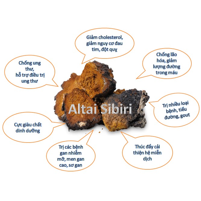 Nấm Chaga nhập khẩu chính hãng Liên Bang Nga