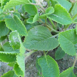 1 lạng Lá húng chanh