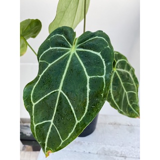 Cây Anthurium Crystallinum