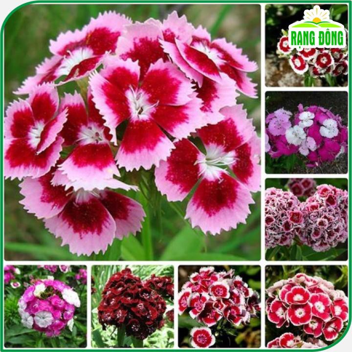 Hạt giống Hoa Cẩm Chướng Đơn Nhiều Màu, Dễ Chăm Sóc, Thích Hợp Trồng Chậu - Hạt giống Rạng Đông