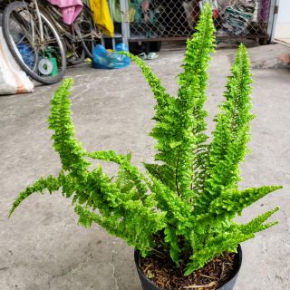  Cây Dương Xỉ Thái Giống Mới