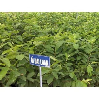 CÂY GIỐNG ỔI ĐÀI LOAN SIÊU NGỌT