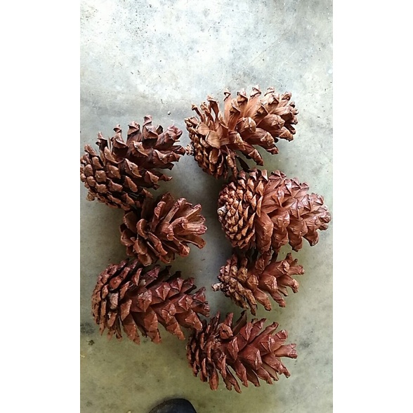 Quả thông tự nhiên trang trí cây Thông Giáng sinh