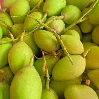 Xoài non 1kg