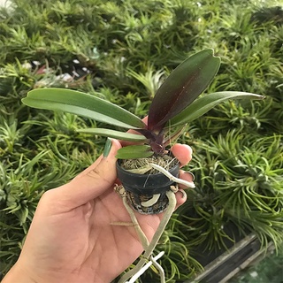 Cây giống lan đai châu - nghinh xuân - ngọc điểm, lan thái
