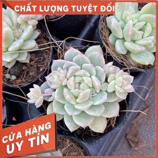 sen đá dù hồng, size bầu, sen đá Đà Lạt