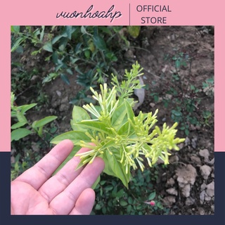 Cây dạ lý hương thơm ban đêm cao 50-60cm đang nụ hoa, ảnh thật, lỗi 1 đổi 1