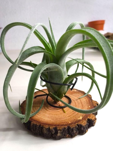 Cây không khí Tillandsia curly slim