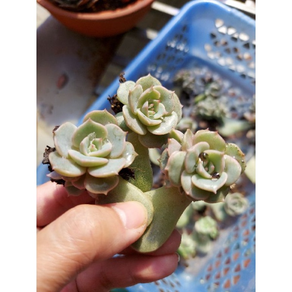 Mầm cây sen đá lola