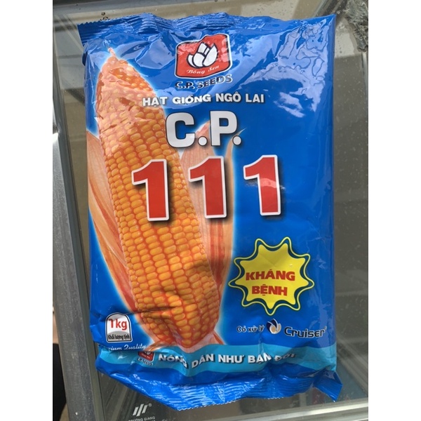 Giống ngô CP 111
