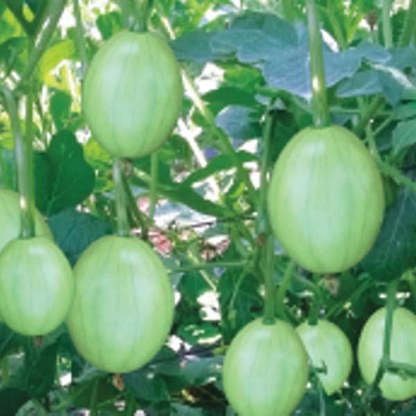 20gr Hạt Giống Dưa Hấu Non Dưa Canh CN -Trồng Quanh Năm, Năng Suất Cao, Quả Tròn, Bóng, Xanh Nhạt, Tốt Cho Làn Da