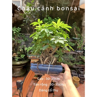 Cây ngũ gia bì - cây bonsai để bàn