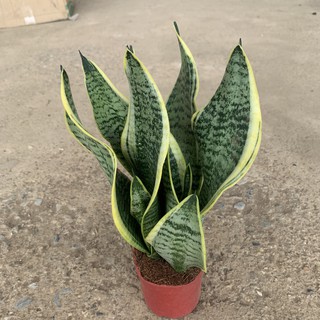 Cây lưỡi hổ để bàn trồng chậu nhựa cao 20cm, cây sống lâu năm rất dễ chăm sóc, trồng để bàn và trang trí decor cửa hàng