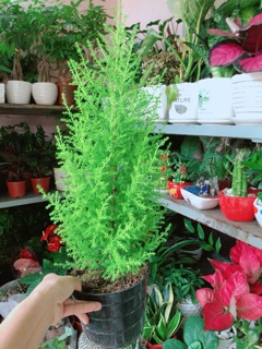 Chậu Tùng Thơm