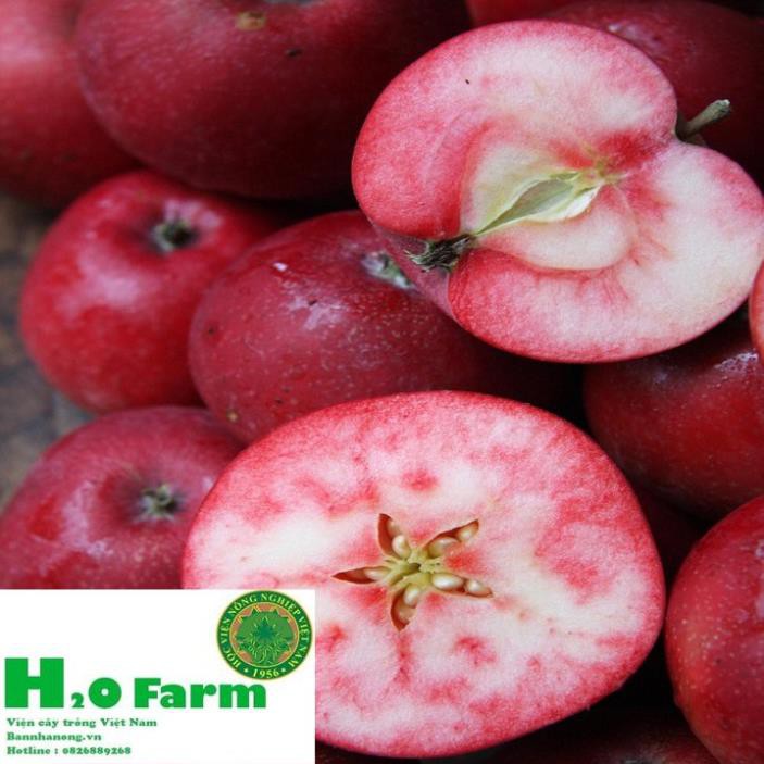 🍎🍎🍎Cây táo đỏ lùn - Hót 2021 🍎🍎🍎 + Tặng 01 cây dâu da đất ( bòn bon)